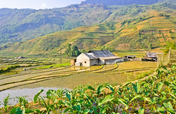 Paysage des rizières en terrasse — Photo