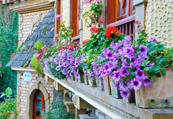 Украсьте цветы снаружи окон — стоковое фото