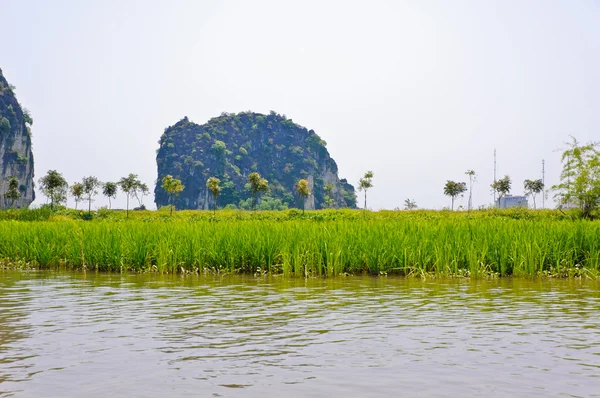 Risfält längs floden — Stockfoto