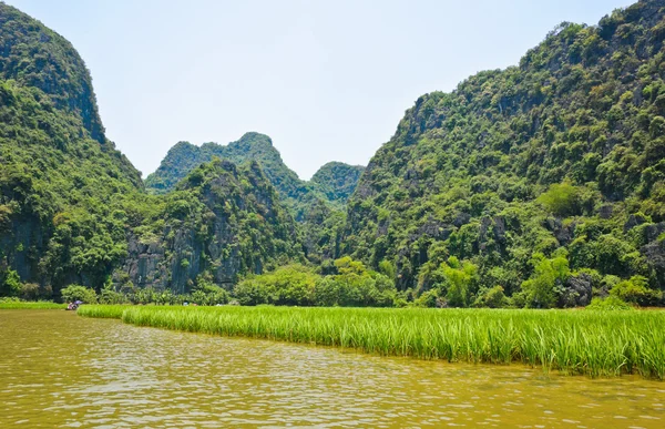 沿江稻田 — 图库照片