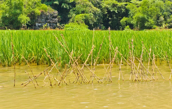 Rijst gebied langs de rivier — Stockfoto