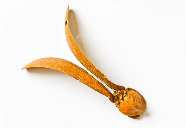 Двукрылый плод диптерокарпа — стоковое фото