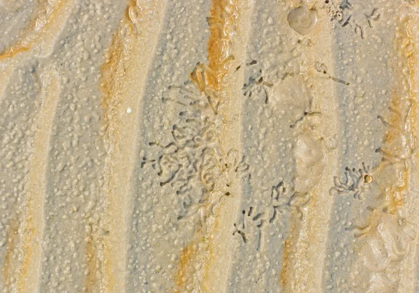 Praia padrão ondulação areia molhada — Fotografia de Stock