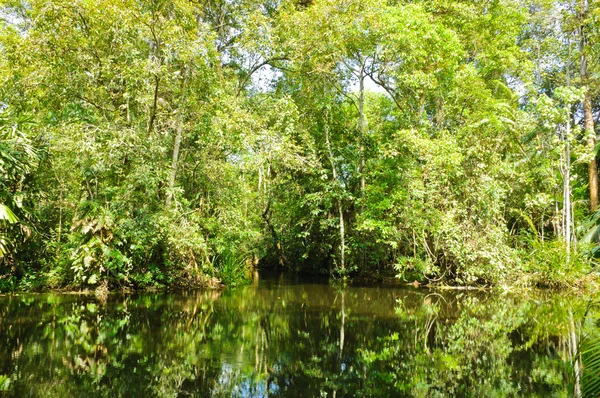 Floresta de turfa — Fotografia de Stock