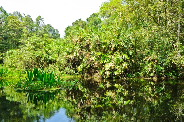 Tourbière forêt marécageuse — Photo