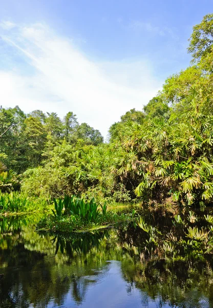 Floresta de turfa — Fotografia de Stock