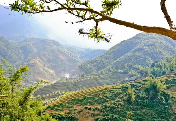 Scenic of rice terraced fields — Stok fotoğraf