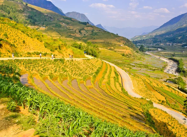 Sapa rijst terrasvormige velden, vietnam — Stockfoto