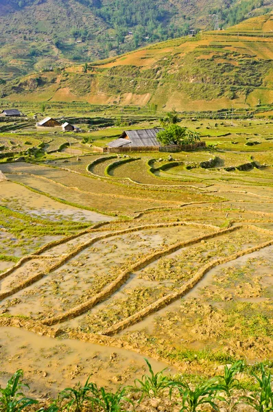 Cultures traditionnelles de riz de tribu des collines — Photo