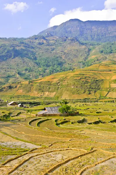 Campos con terrazas de arroz, Vietnam —  Fotos de Stock