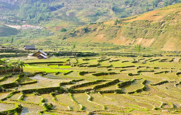 Campos tradicionais de arroz vietnamita em terraços, Vietname Fotografias De Stock Royalty-Free