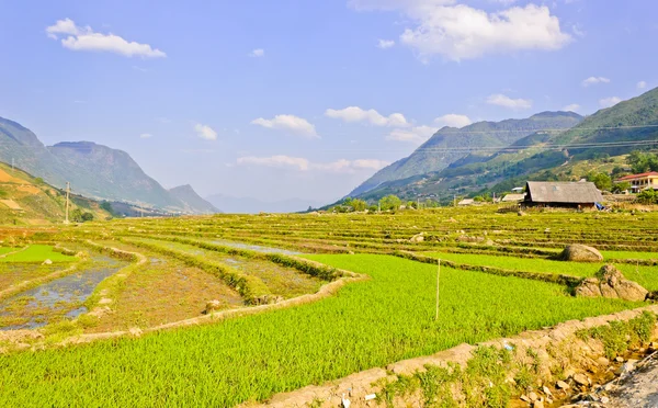 水稻作物的景观 — 图库照片