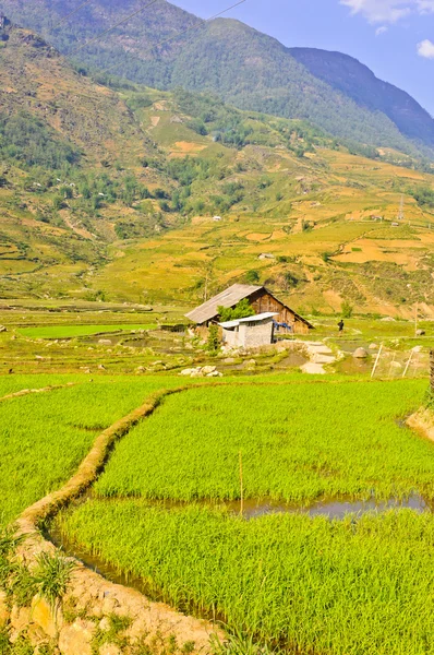 Natursköna ris grödor — Stockfoto