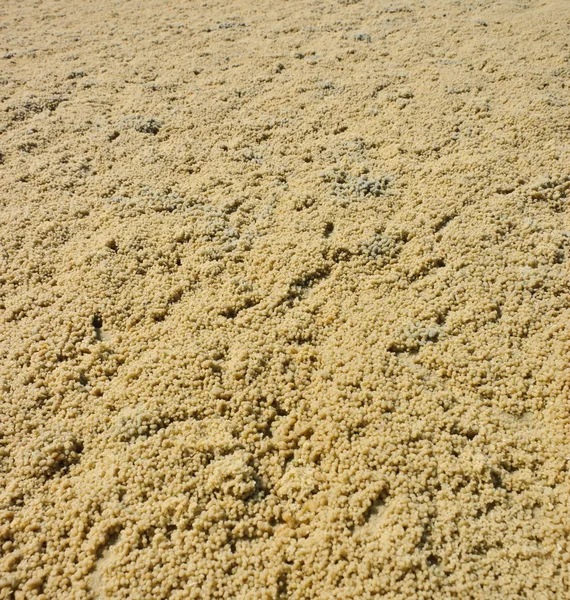 Beach crab markings — Stock Photo, Image