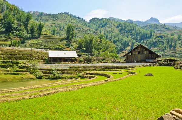 Campo de arroz verde — Foto de Stock