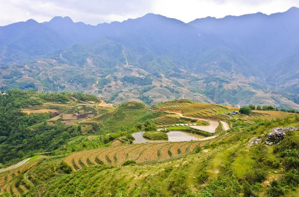 Landscape of rice terraced fields — Stock Photo, Image