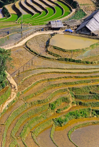 Campos em terraços de arroz em Sapa, Vietnã — Fotografia de Stock