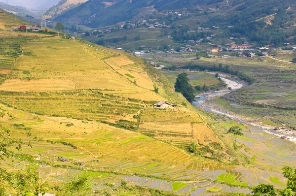 Terrasserade risfält, vietnam — Stockfoto