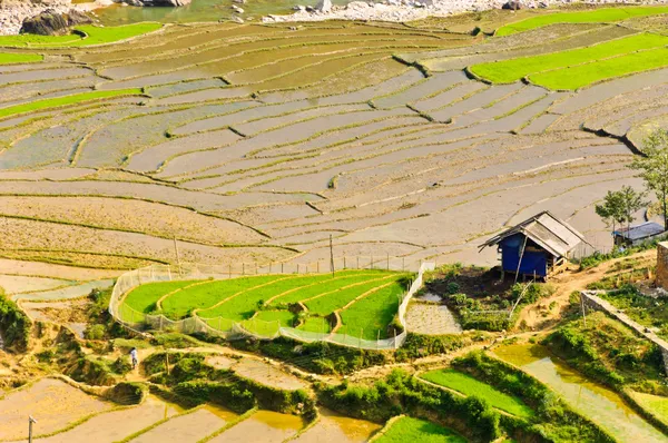 Sapa pirinç Teras alanları, vietnam — Stok fotoğraf