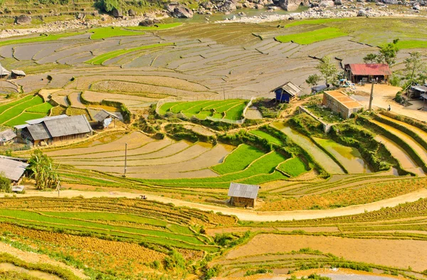 Ρύζι σκαλωτά χωράφια, Βιετνάμ — Φωτογραφία Αρχείου