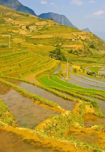 Campos em terraços de arroz jovens — Fotografia de Stock