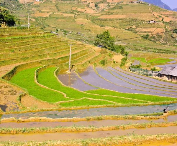 Teraslı genç pirinç tarlaları — Stok fotoğraf