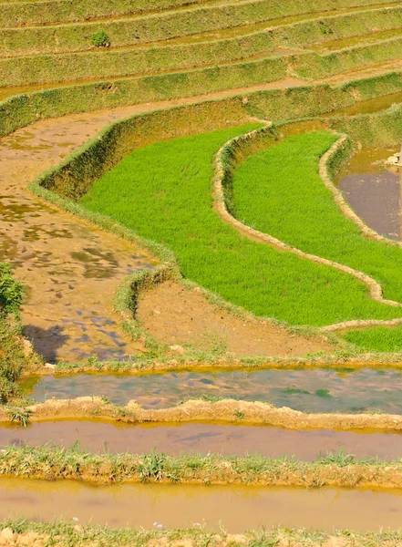 Campos em terraços de arroz, Vietname — Fotografia de Stock