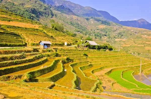 Paisagem de campos de arroz Sapa Imagens Royalty-Free