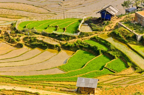 Hill tribe terrasserade risfält — Stockfoto