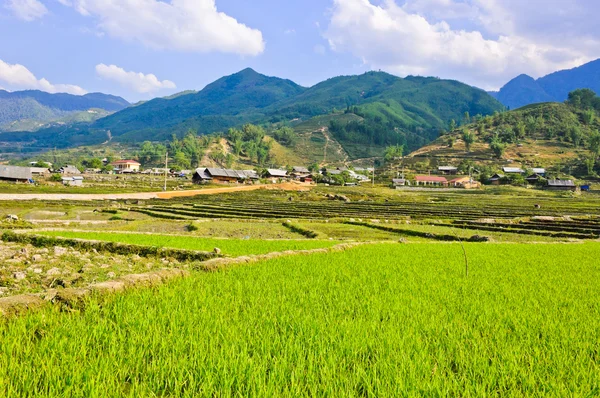 Молодые рисовые культуры в долине горы Сапа — стоковое фото