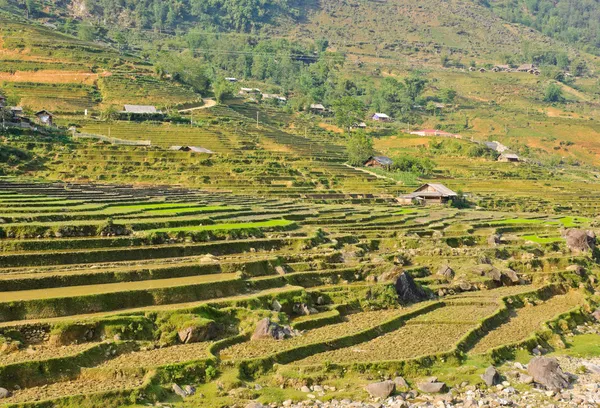 Giovani coltivazioni di riso nella tribù delle colline — Foto Stock