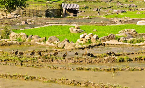 Vista rural dos campos em terraços de arroz — Fotografia de Stock