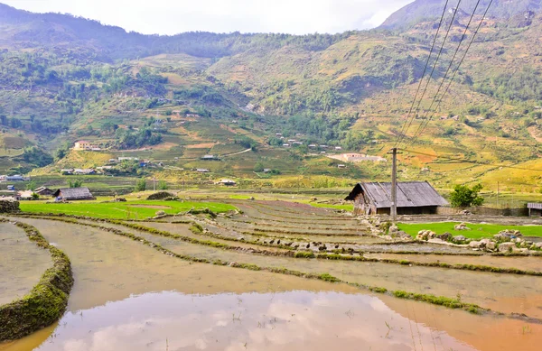 Paisaje de cultivos de arroz —  Fotos de Stock