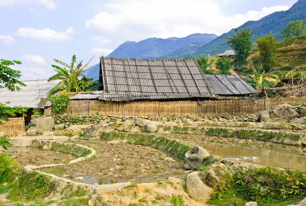 Vista rural de los cultivos de arroz — Foto de Stock