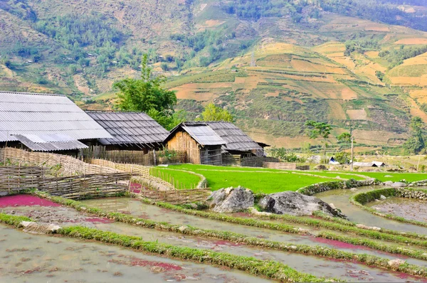 Tribo de colinas de culturas de arroz — Fotografia de Stock