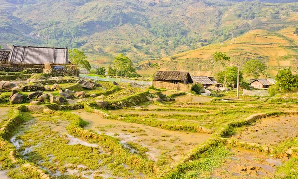 Campo das culturas de arroz — Fotografia de Stock