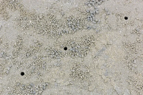 Crab holes on beach Stock Picture