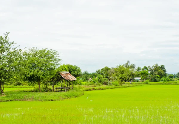 Landskap med risfält — Stockfoto