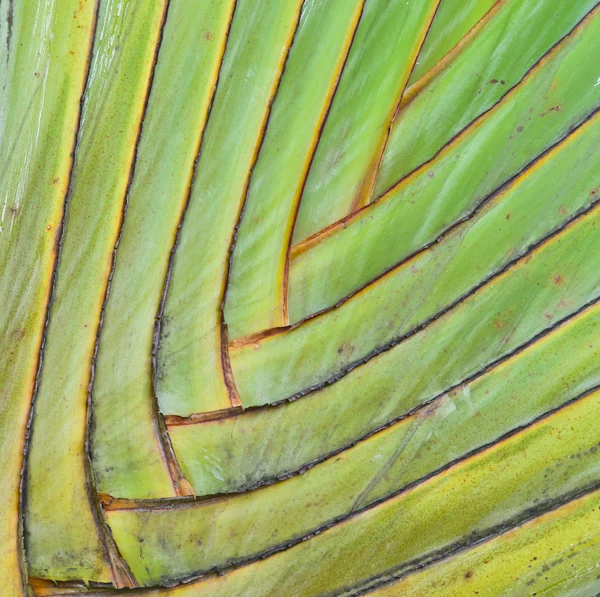 棕榈叶柄模式 — 图库照片