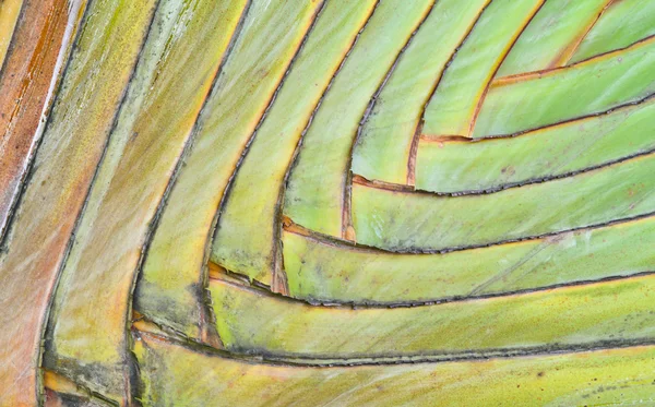 Palm черешком візерунком — стокове фото