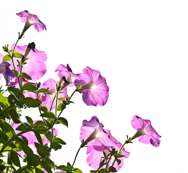 Petunia blomma — Stockfoto