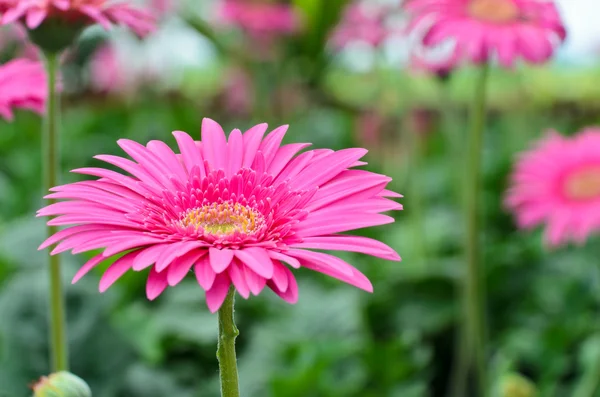 Rózsaszín gerbera — Stock Fotó