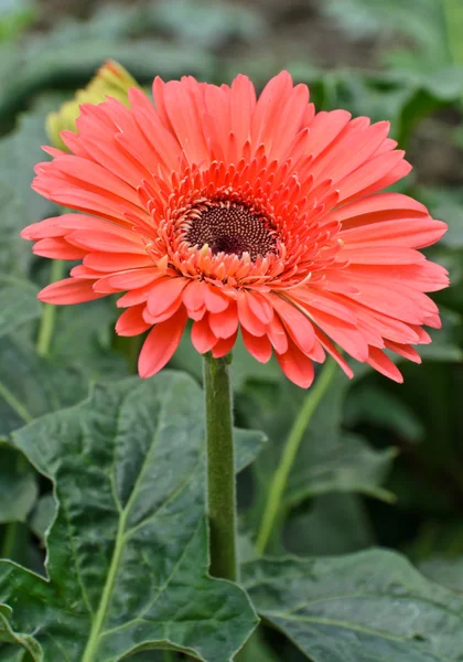 Röd gerbera — Stockfoto