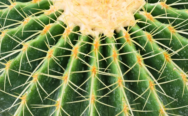 Cactus con espinas largas — Foto de Stock