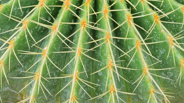 Cactus with long spines — Stock Photo, Image