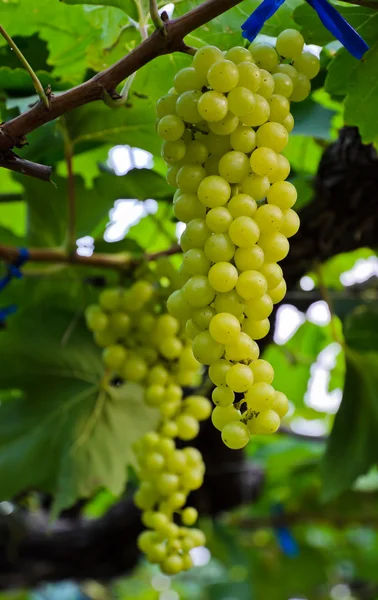 Wine grapes on the vine — Stock Photo, Image