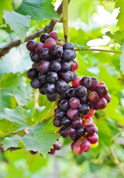 Wine grapes — Stock Photo, Image