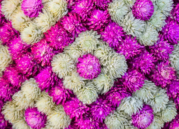 Beautiful flower decorative — Stock Photo, Image