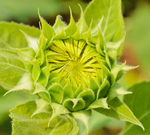 Sonnenblume — Stockfoto