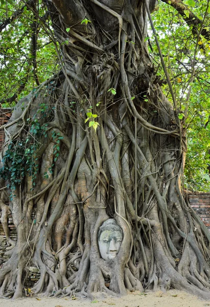 Cabeza de Buda en un tronco de árbol —  Fotos de Stock